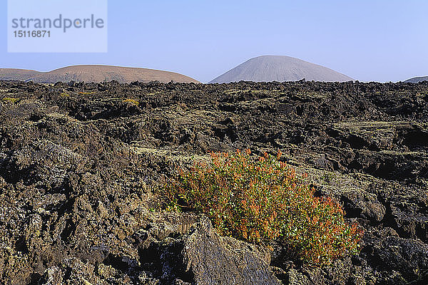 Spanien  Kanarische Inseln  Lanzarote  Naturpark Los Volcanes  Lavafeld  Kanarischer Sauerampfer