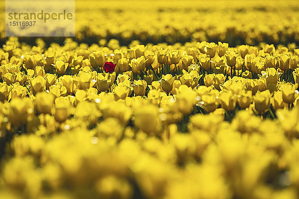 Deutschland  gelbes Tulpenfeld mit einzelner roter Tulpe