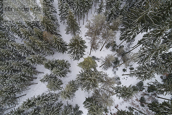 Nadelwald im Winter von oben gesehen