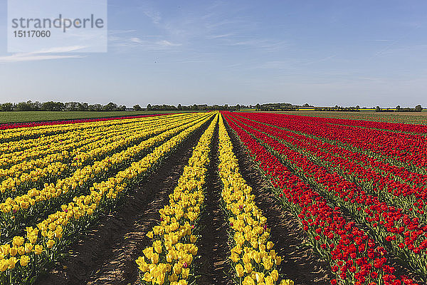 Deutschland  rote und gelbe Tulpenfelder