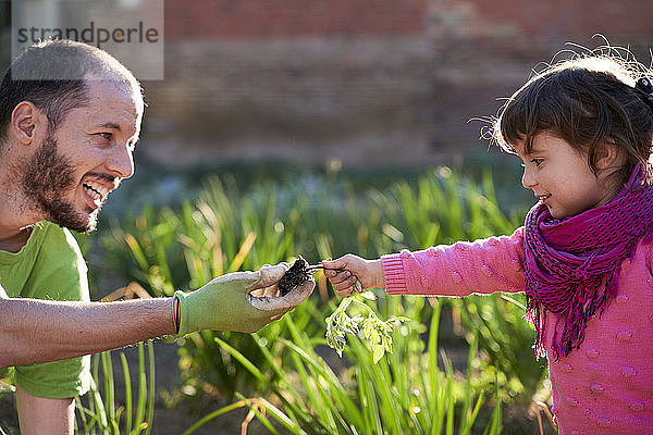 Kleinkind hilft ihrem Vater beim Tomatenpflanzen im Garten