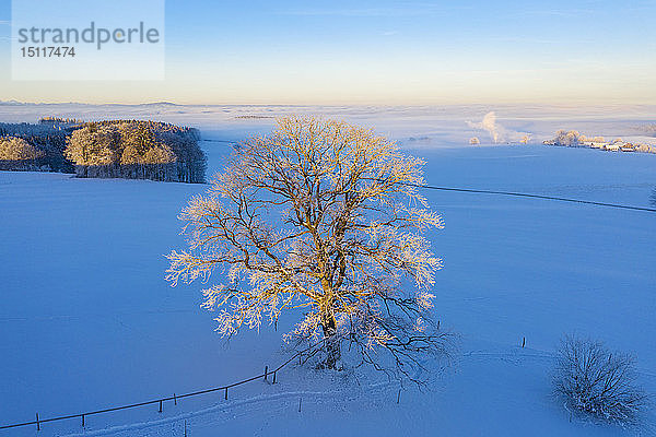 Deutschland  Bayern  Degerndorf  Eiche im Winter bei Sonnenaufgang  Luftaufnahme