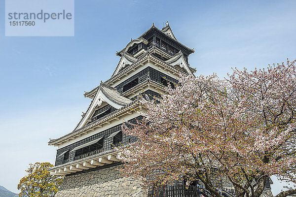 Japan  Kumamoto  Blick auf Schloss Kumamoto zur Kirschblüte