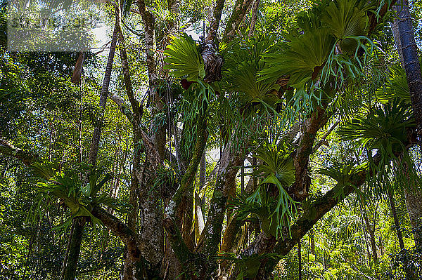 Tropische Bäume auf Fraser Island  Queensland  Australien
