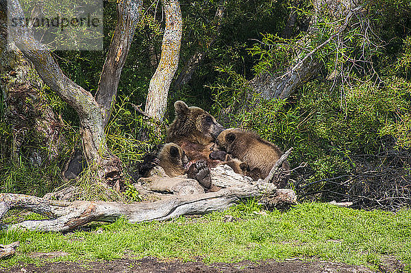 Russland  Kamtschatka  Kurilensee  Kamtschatka Braunbären (Ursus arctos beringianus  Muttertier mit Jungtieren