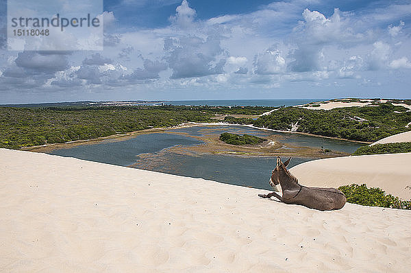 Esel liegt auf den berühmten Sanddünen von Natal  Rio Grande do Norte