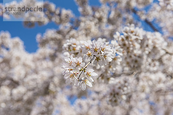 Japan  Kyotot  Maruyama Park  weiße Kirschblüten
