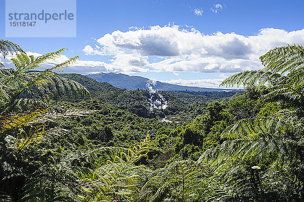 Geothermisches Aktivfeld im Waimangu-Vulkangraben  Nordinsel  Neuseeland