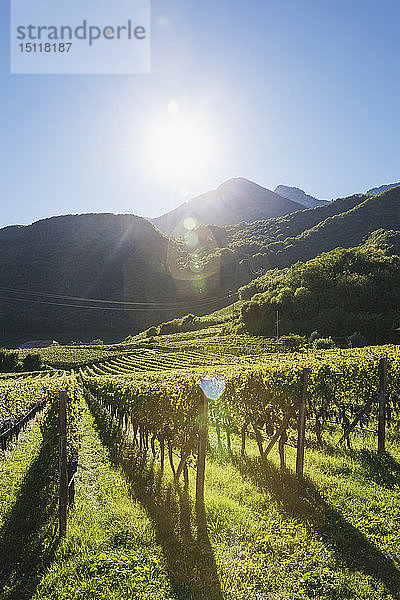 Italien  Südtirol  Überetsch  Weinberge mit blauen Trauben bei Sonnenschein