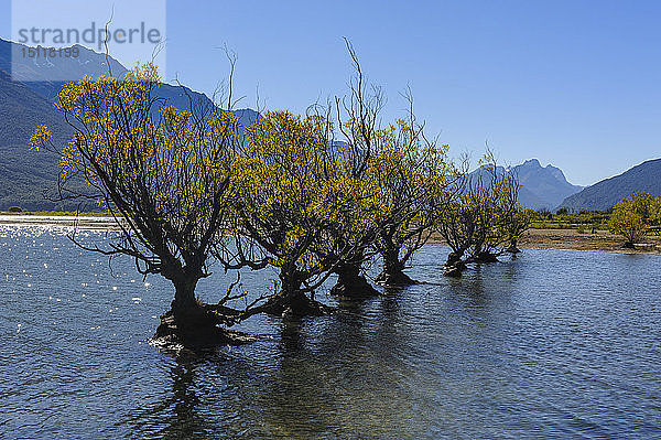 Baumreihe im Wasser des Wakaipu-Sees  Glenorchy um Queenstown  Südinsel  Neuseeland