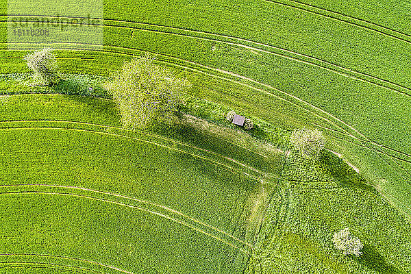 Deutschland  Baden-Württemberg  Rems-Murr-Kreis  Luftaufnahme der grünen Wiese im Frühjahr
