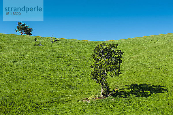 Wiese mit Bäumen in der Nähe des Wilsons Promontory National Park  Victoria  Australien
