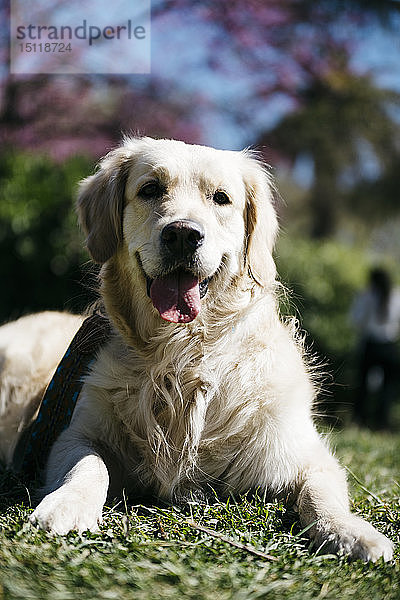 Porträt eines Labrador Retrievers auf der Wiese eines Parks liegend