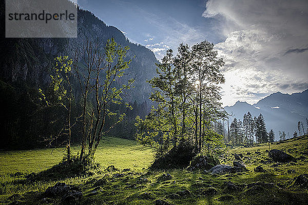 Deutschland  Bayern  Berchtesgadener Alpen  Bäume und Wiesen gegen die Sonne