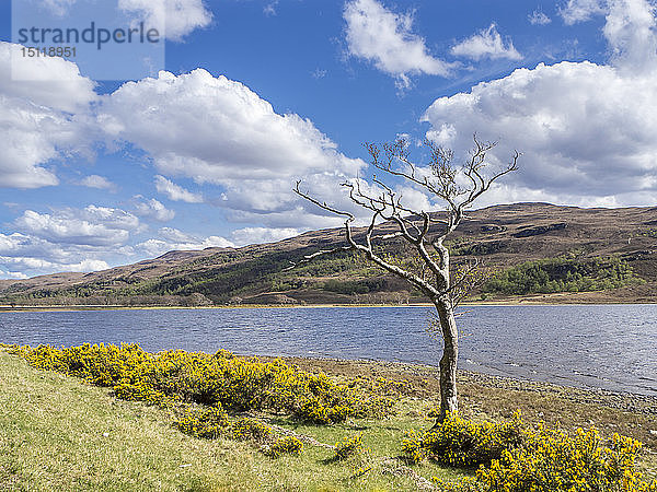 Großbritannien  Schottland  Nordwestliche Highlands  Einzelbaum am Fluss Ullapool