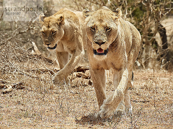 Zwei Löwinnen  Krüger-Nationalpark  Mpumalanga  Südafrika