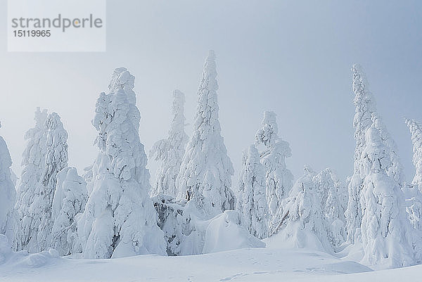 Schneebedeckte Tannenbäume  Arbermandel  Erzgebirge  Deutschland