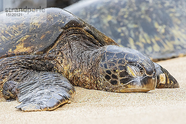 Porträt der Grünen Meeresschildkröte am Strand  Ho'okipa Beach Park  Hawaii  USA
