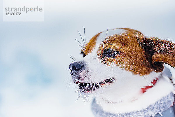 Porträt eines kleinen Hundes im Winter