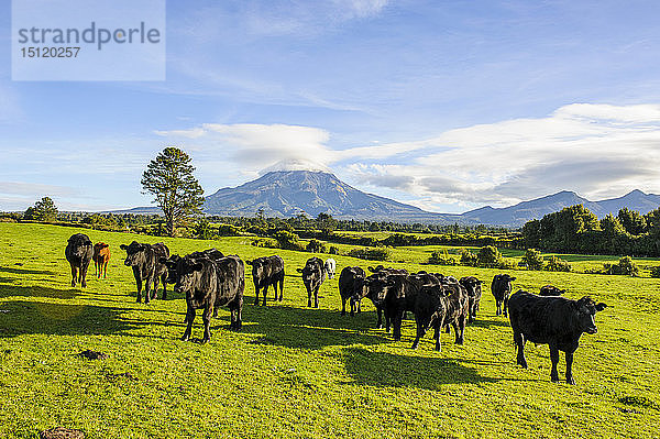 Kühe auf einer Weide vor dem Mount Taranaki  Nordinsel  Neuseeland