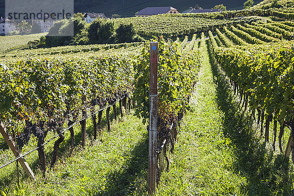 Italien  Südtirol  Ueberetsch  Weinberge mit blauen Trauben