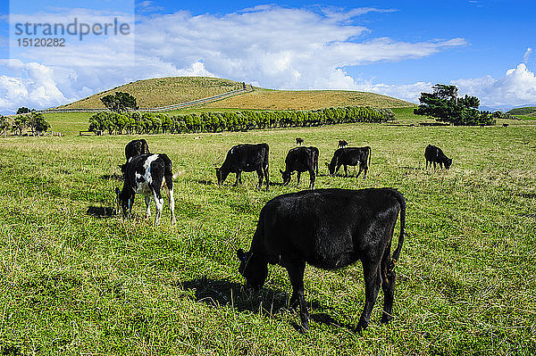 Kühe weiden auf der Halbinsel Kaikoura  Südinsel  Neuseeland