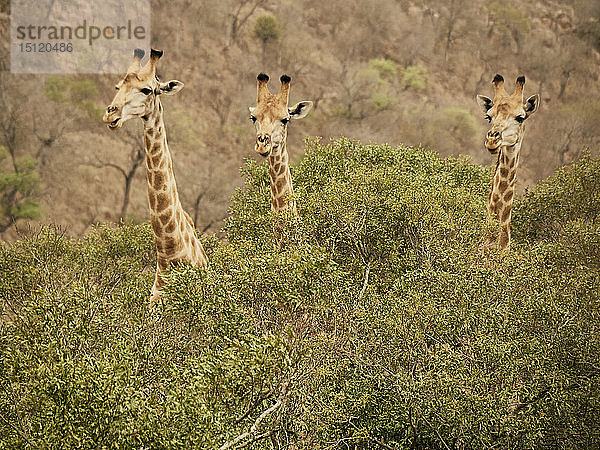 Porträt von drei Giraffen  Krüger-Nationalpark  Mpumalanga  Südafrika