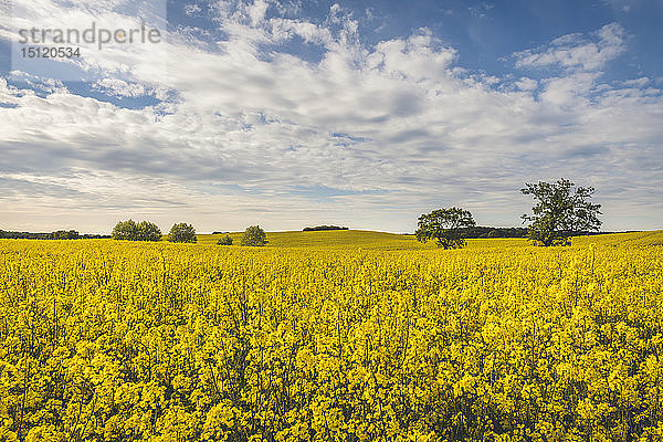 Blick auf das Rapsfeld  Wangel  Deutschland