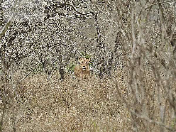 Löwin  die sich im Busch versteckt  Krüger-Nationalpark  Mpumalanga  Südafrika