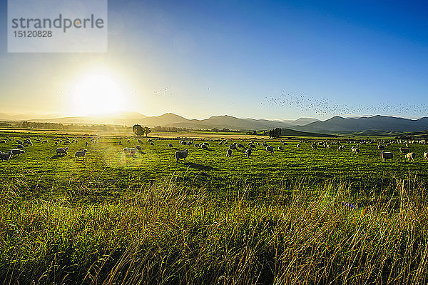 Schafe grasen bei Sonnenuntergang  Queenstown  Südinsel  Neuseeland