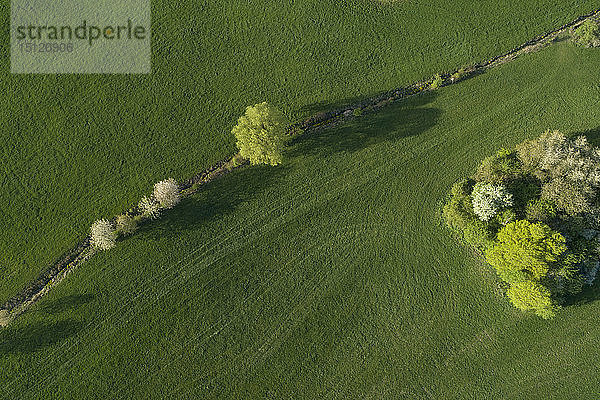Abstrakte Luftaufnahme von Bäumen auf der Wiese  Frühling  Franken  Bayern  Deutschland