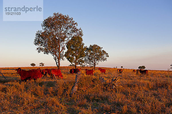 Rinder im späten Nachmittagslicht  Carnavaron-Schlucht  Queensland  Australien