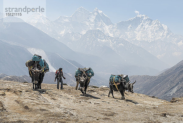 Nepal  Solo Khumbu  Everest  Dingboche  Sherpa  der Packtiere durch die Berge führt