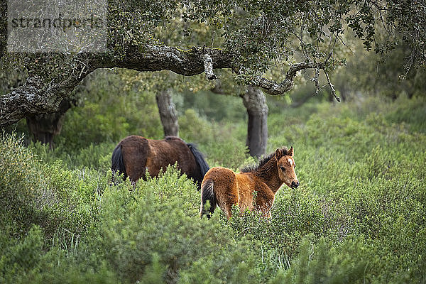 Italien  Sardinien  Giara di Gesturi  Wildpferde