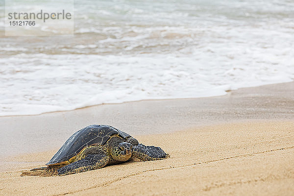 Grüne Meeresschildkröte an der Strandpromenade  Ho'okipa Beach Park  Hawaii  USA