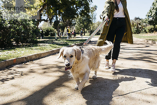 Porträt eines Labrador Retrievers  der mit seiner Geliebten im Stadtpark spazieren geht