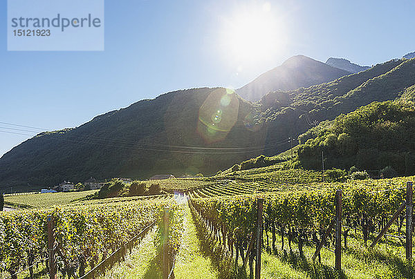 Italien  Südtirol  Überetsch  Weinberge mit blauen Trauben bei Sonnenschein