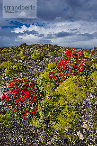 Buntes Moos auf Insel  Ushuaia  Feuerland  Argentinien  Südamerika