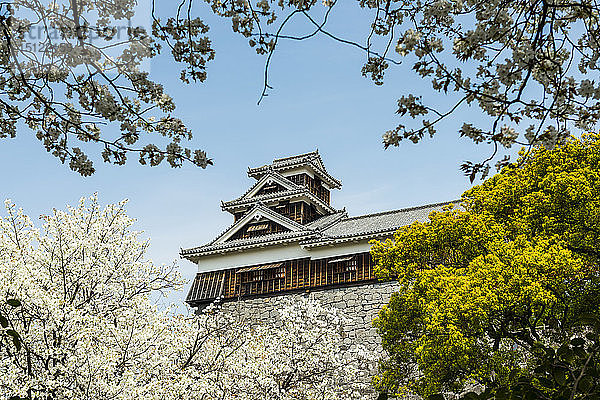 Japan  Kumamoto  Blick auf Schloss Kumamoto zur Kirschblüte