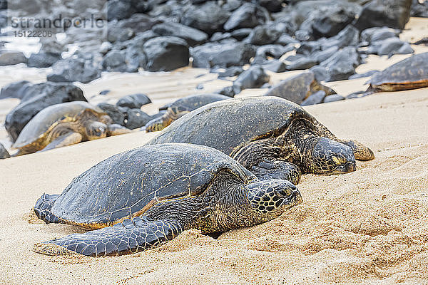 Zwei grüne Meeresschildkröten am Strand  Ho'okipa Beach Park  Hawaii  USA