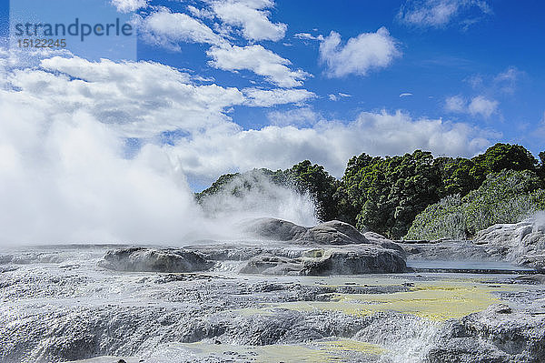 Geysirfeld im Kulturzentrum Te Puia Maori  Rotorua  Nordinsel  Neuseeland