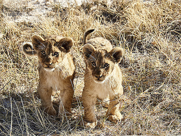 Afrika  Namibia  Halali  Etoscha-Nationalpark  Porträt von zwei Löwenbabys