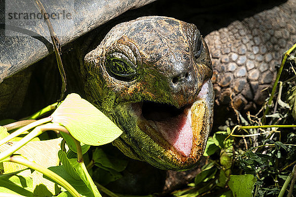 Seychellen  Porträt einer Riesenschildkröte  Nahaufnahme