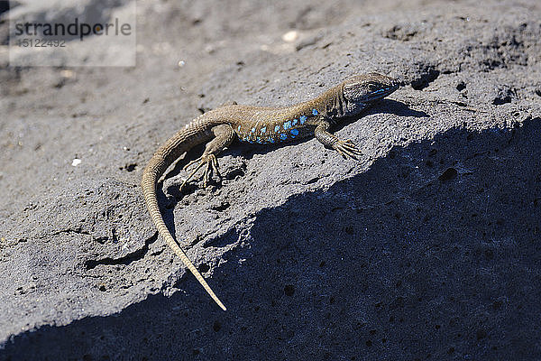 Spanien  Kanarische Inseln  Lanzarote  Atlantische Eidechse  Gallotia atlantica