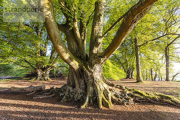 Alter Baum  Perth  Schottland