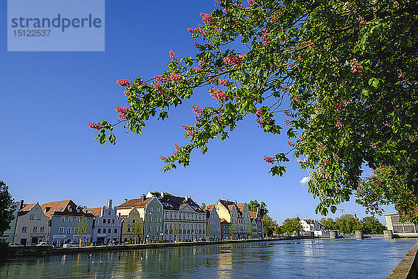 Blühender Kastanienbaum  Blick zur Mühleninsel  Isar  Landshut  Bayern  Deutschland