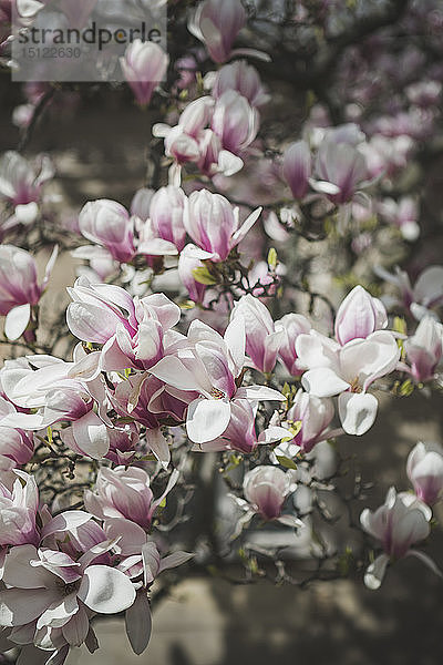 Magnolien-Blüten