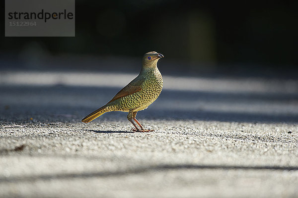 Seidenlaubenvogel  Ptilonorhynchus violaceus  Neusüdwales  Australien