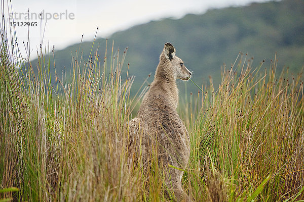 Östliches Graues Känguru  Macropus giganteus  Neusüdwales  Australien