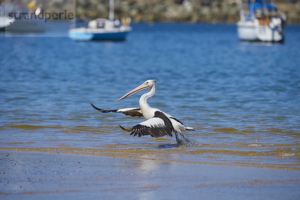 Maskenpelikan  Pelecanus conspicillatus  Neusüdwales  Australien